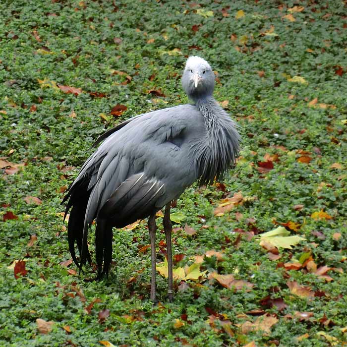 Paradieskranich im Wuppertaler Zoo im November 2013