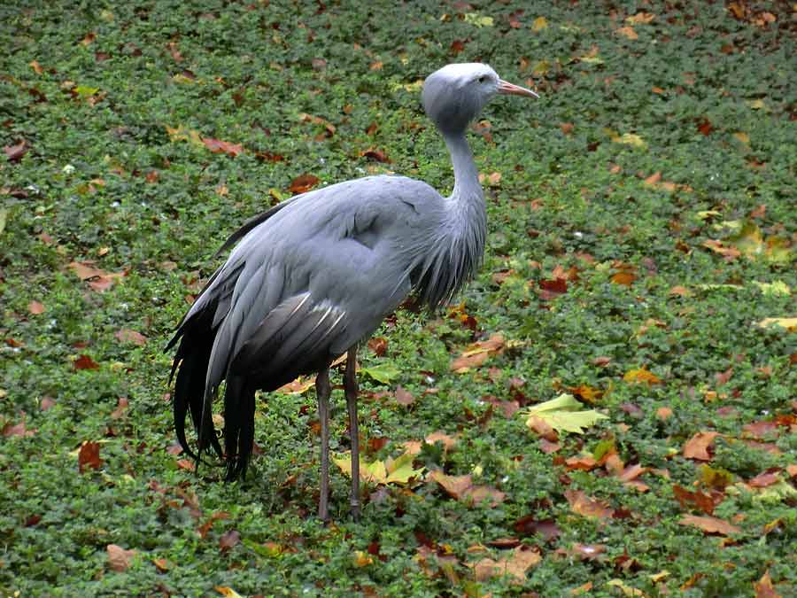 Paradieskranich im Zoo Wuppertal im November 2013