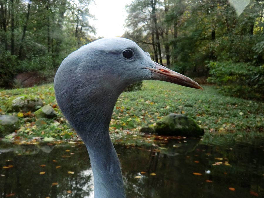 Paradieskranich im Zoologischen Garten Wuppertal im November 2013