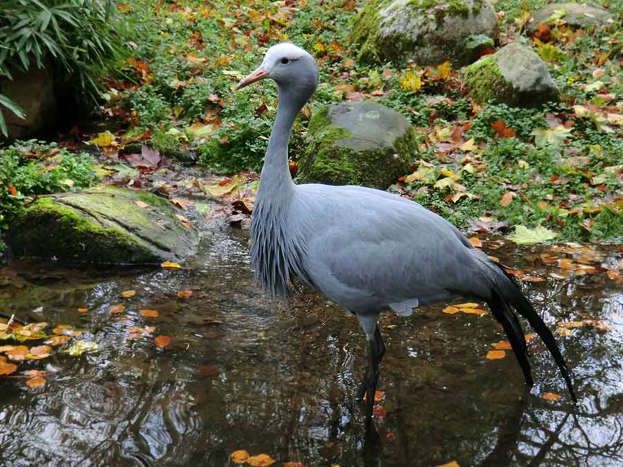 Paradieskranich im Grünen Zoo Wuppertal im November 2013