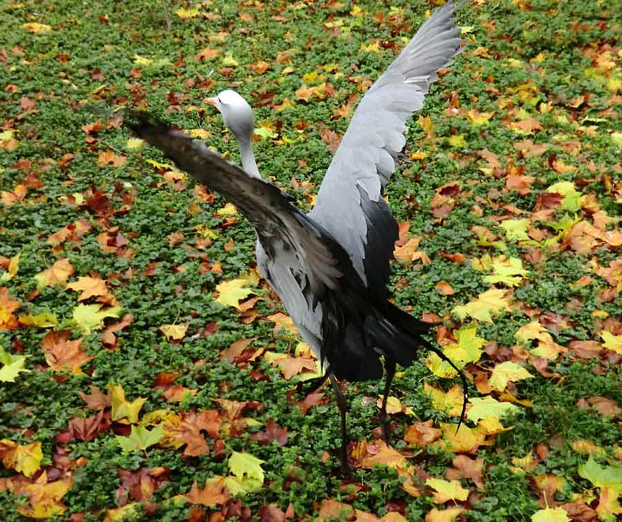 Paradieskranich im Wuppertaler Zoo im November 2013