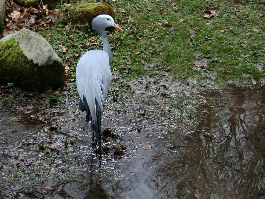 Paradieskranich im Grünen Zoo Wuppertal im Februar 2014