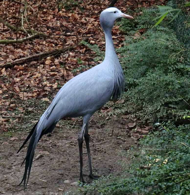 Paradieskranich im Wuppertaler Zoo im Februar 2014