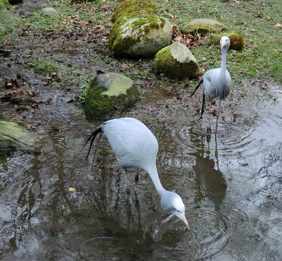 Paradieskraniche im Zoologischen Garten Wuppertal im Februar 2014