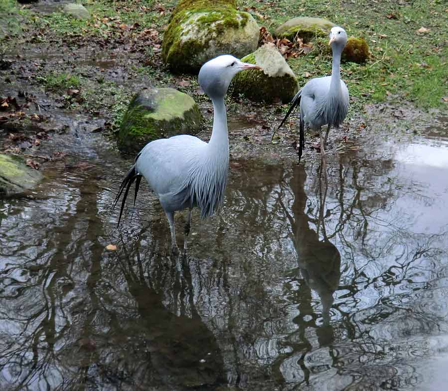 Paradieskraniche im Grünen Zoo Wuppertal im Februar 2014