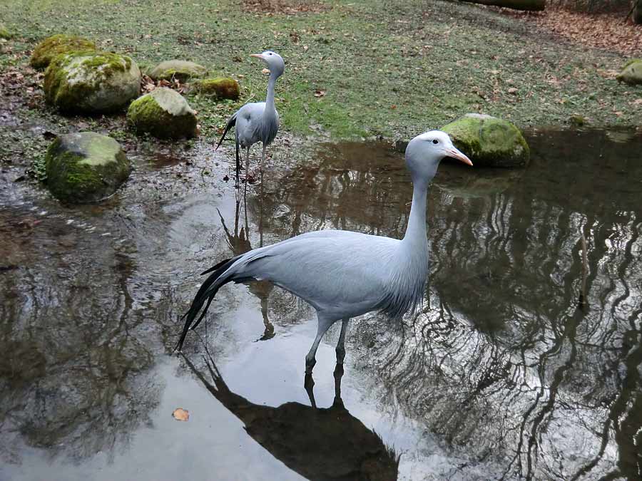 Paradieskraniche im Zoologischen Garten Wuppertal im Februar 2014