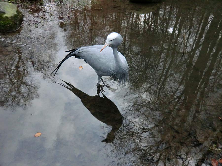 Paradieskranich im Wuppertaler Zoo im Februar 2014