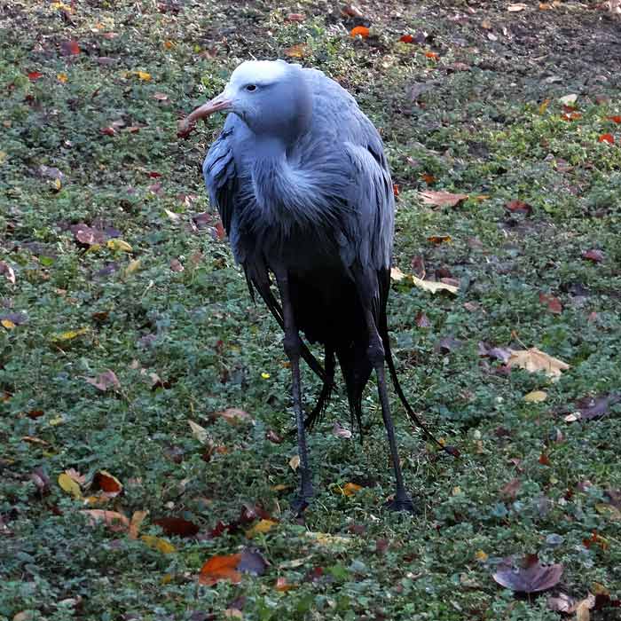 Paradieskranich im Wuppertaler Zoo im November 2014