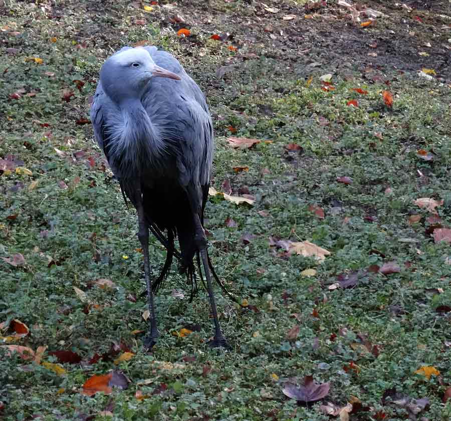 Paradieskranich im Zoo Wuppertal im November 2014