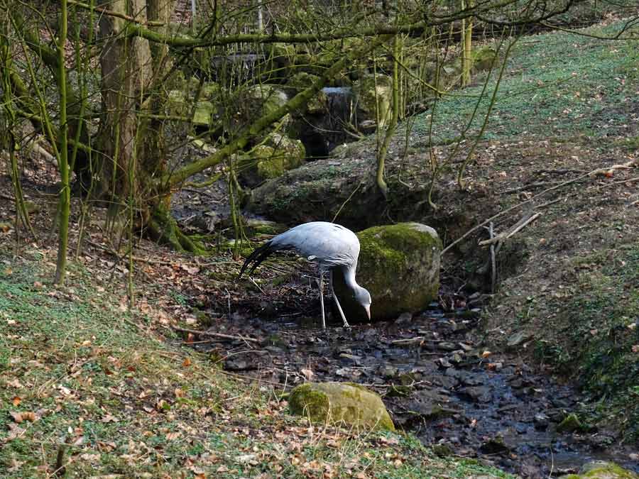 Paradieskranich im Grünen Zoo Wuppertal im März 2015