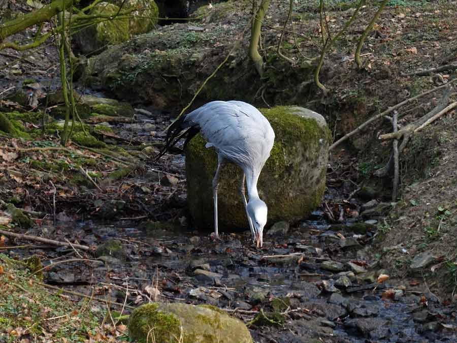 Paradieskranich im Wuppertaler Zoo im März 2015