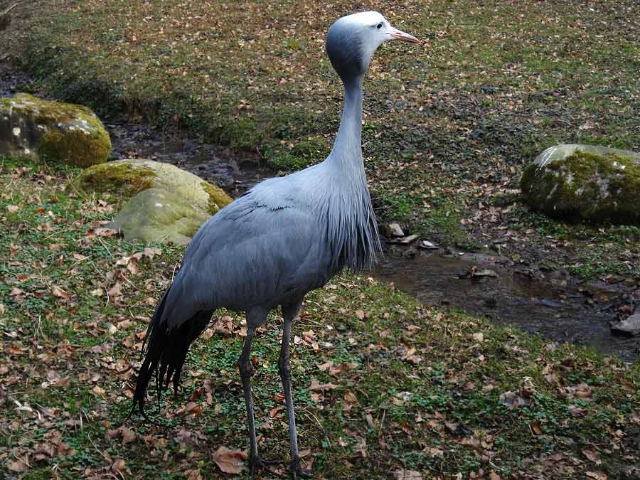 Paradieskranich im Zoo Wuppertal im März 2015