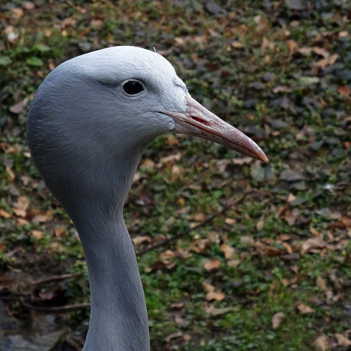 Paradieskranich im Wuppertaler Zoo im März 2015