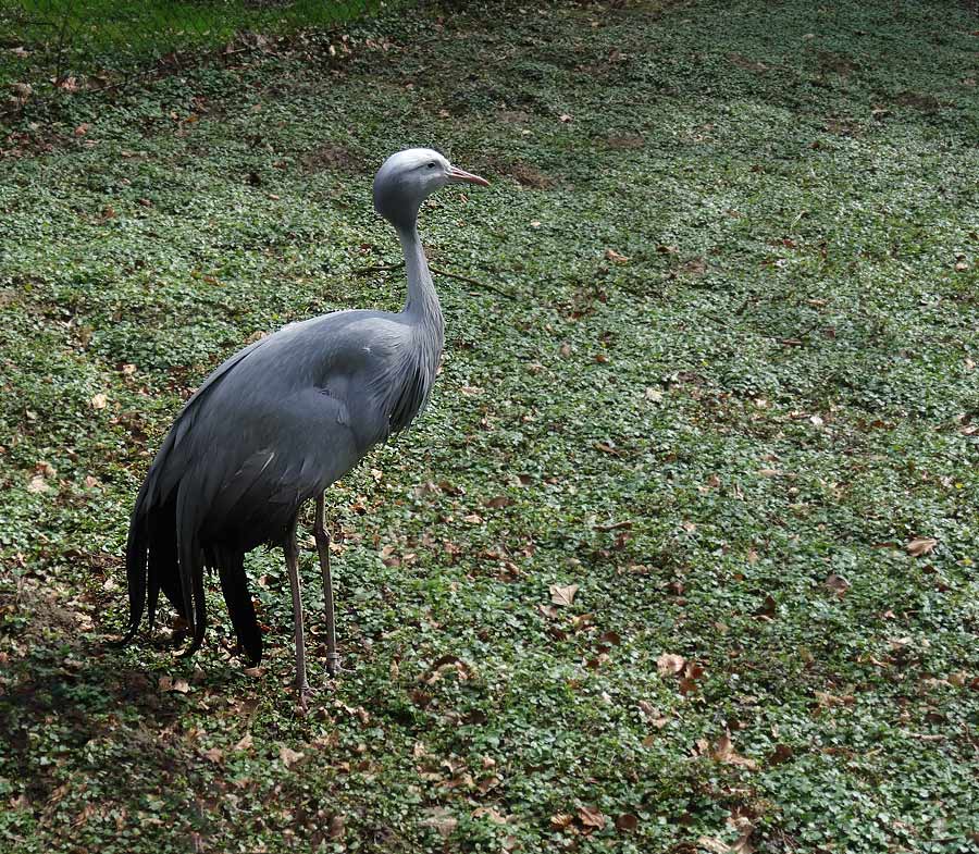 Paradieskranich im Zoo Wuppertal im April 2015