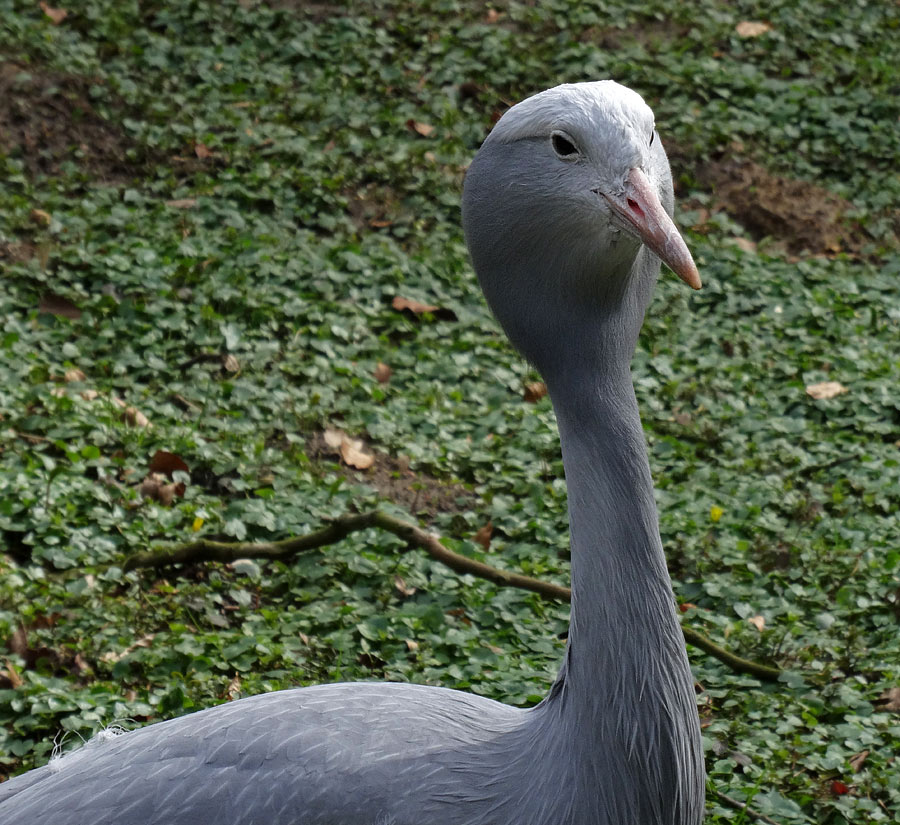 Paradieskranich im Zoologischen Garten Wuppertal im April 2015