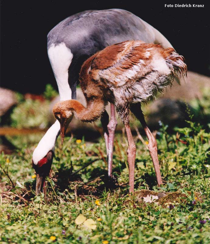 Weißnackenkranich mit Jungtier im Zoologischen Garten Wuppertal im Juli 1999 (Foto Diedrich Kranz)