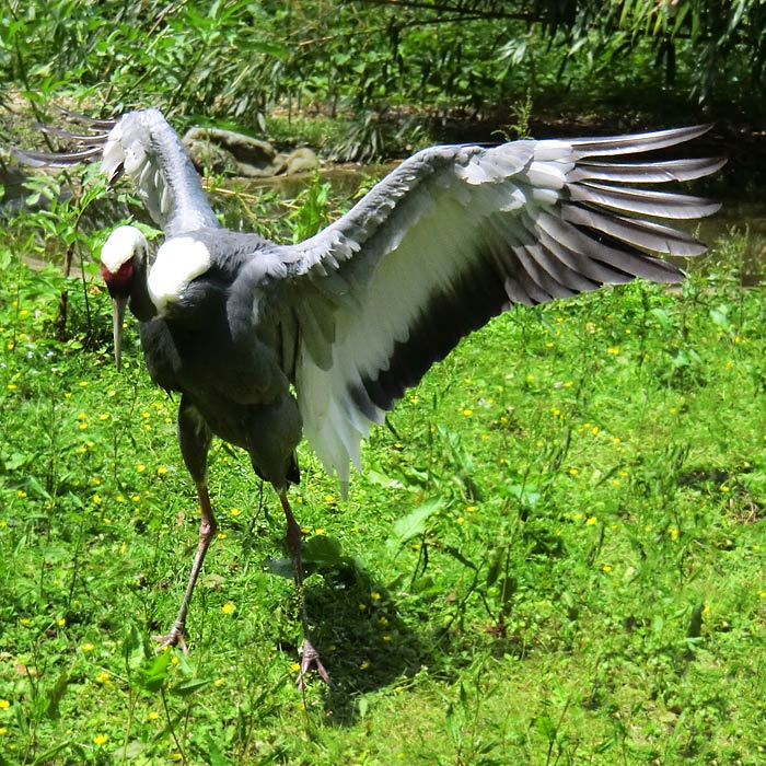 Weißnackenkranich im Wuppertaler Zoo im Juni 2011