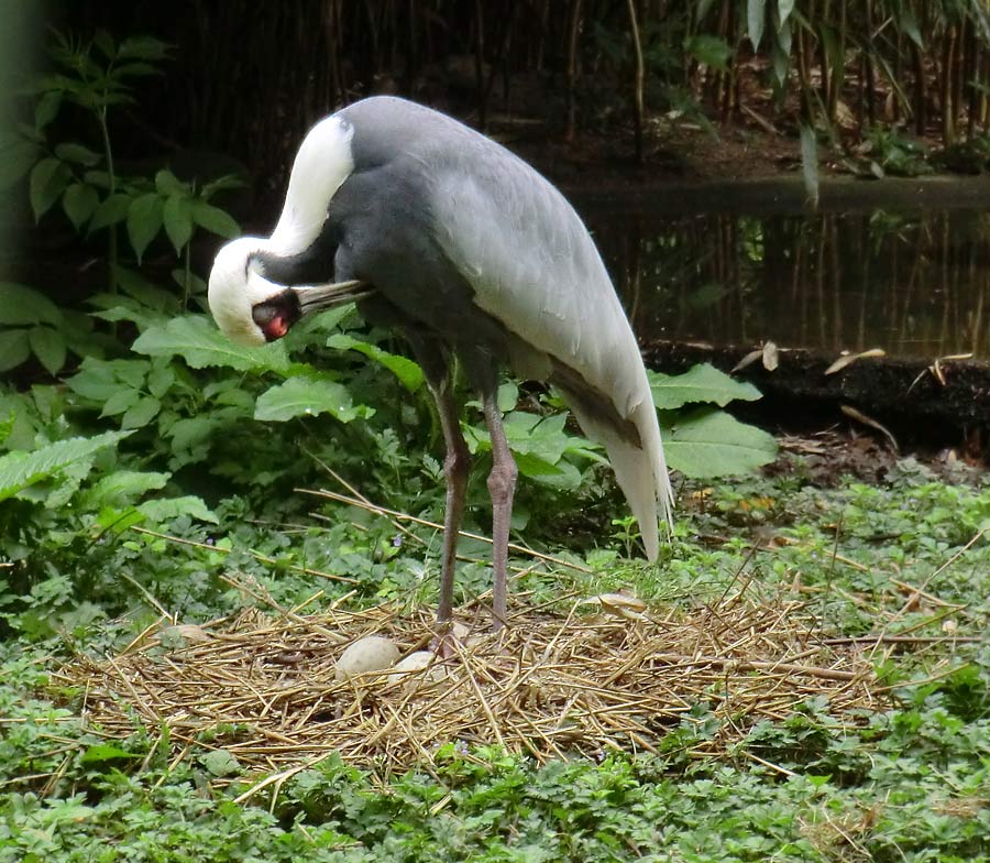 Weißnackenkranich im Zoo Wuppertal im April 2014