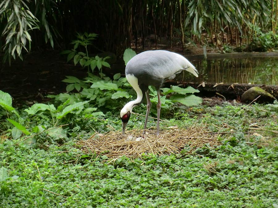 Weißnackenkranich im Zoologischen Garten Wuppertal im April 2014