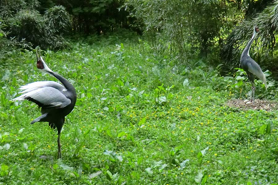 Weißnackenkranich im Zoologischen Garten Wuppertal im Mai 2014