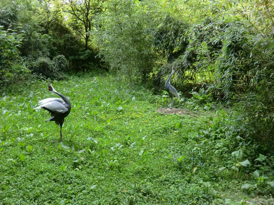 Weißnackenkranich im Zoo Wuppertal im Mai 2014