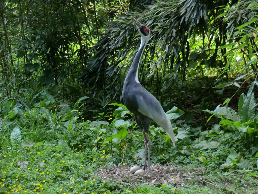 Weißnackenkranich im Wuppertaler Zoo im Mai 2014