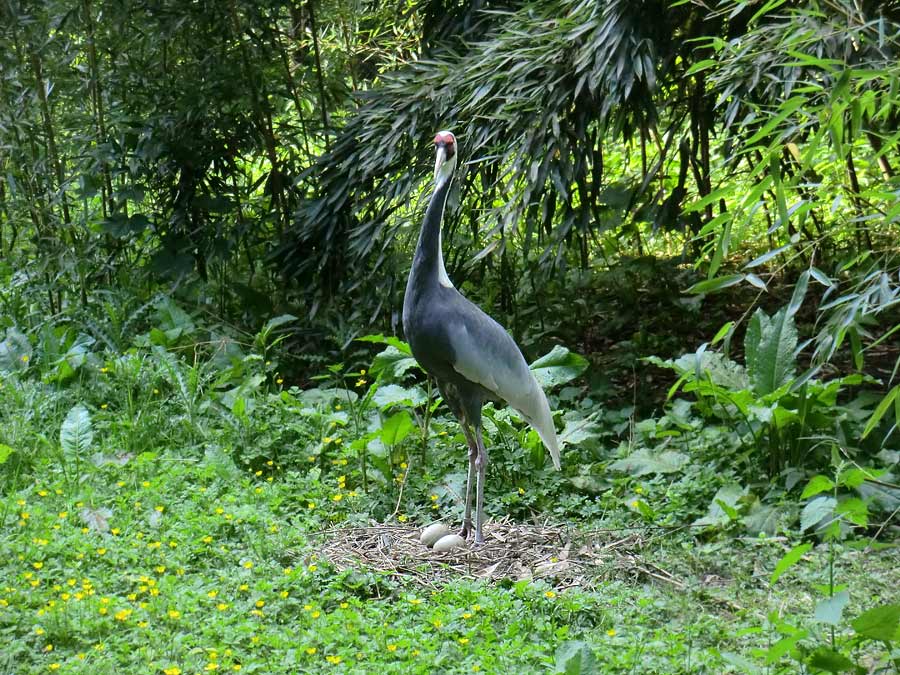 Weißnackenkranich im Zoo Wuppertal im Mai 2014