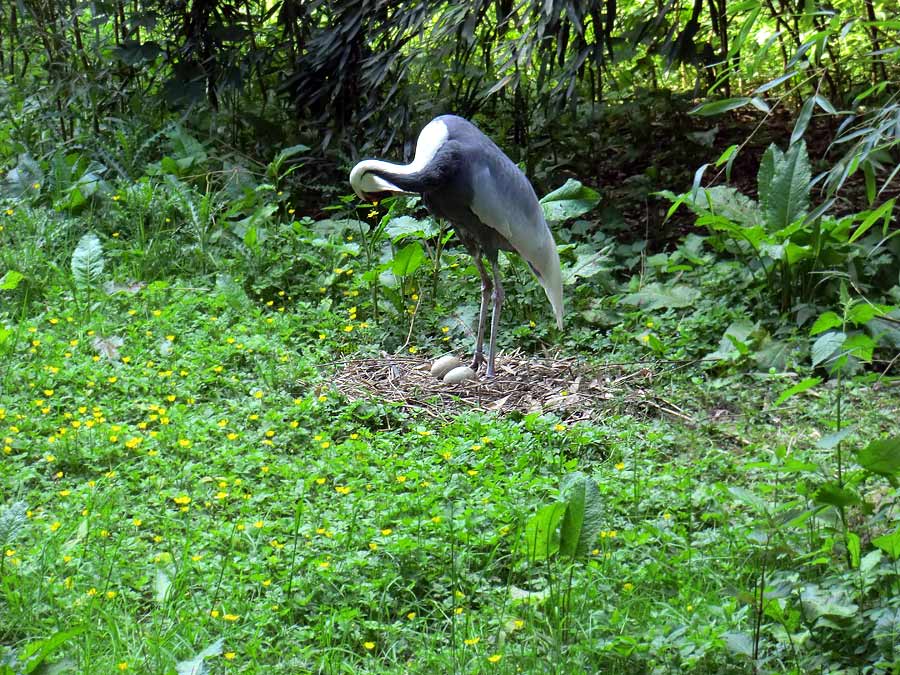 Weißnackenkranich im Wuppertaler Zoo im Mai 2014