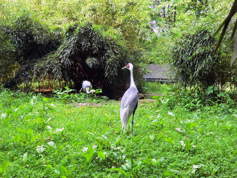 Weißnackenkranich im Zoologischen Garten Wuppertal im Mai 2014
