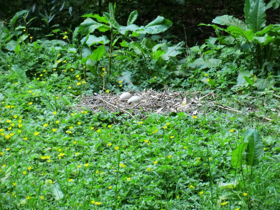 Weißnackenkranich im Wuppertaler Zoo im Mai 2014