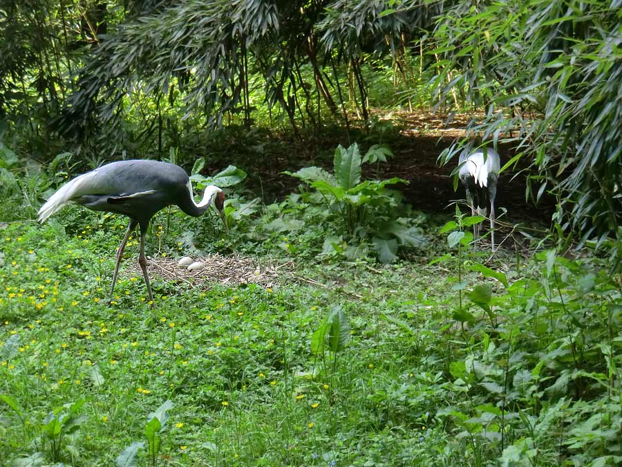 Weißnackenkranich im Zoologischen Garten Wuppertal im Mai 2014