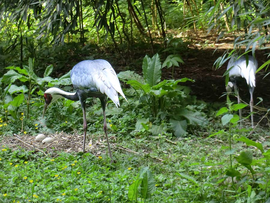 Weißnackenkranich im Zoo Wuppertal im Mai 2014