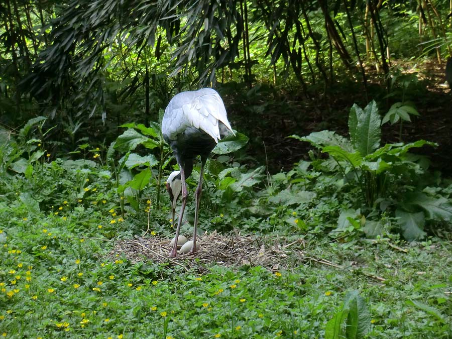 Weißnackenkranich im Zoologischen Garten Wuppertal im Mai 2014