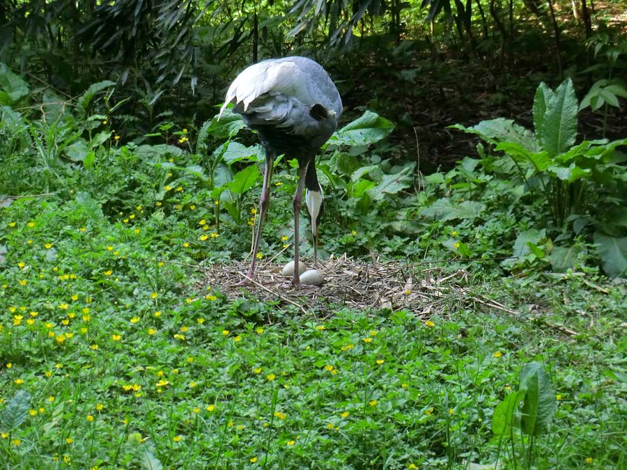 Weißnackenkranich im Wuppertaler Zoo im Mai 2014