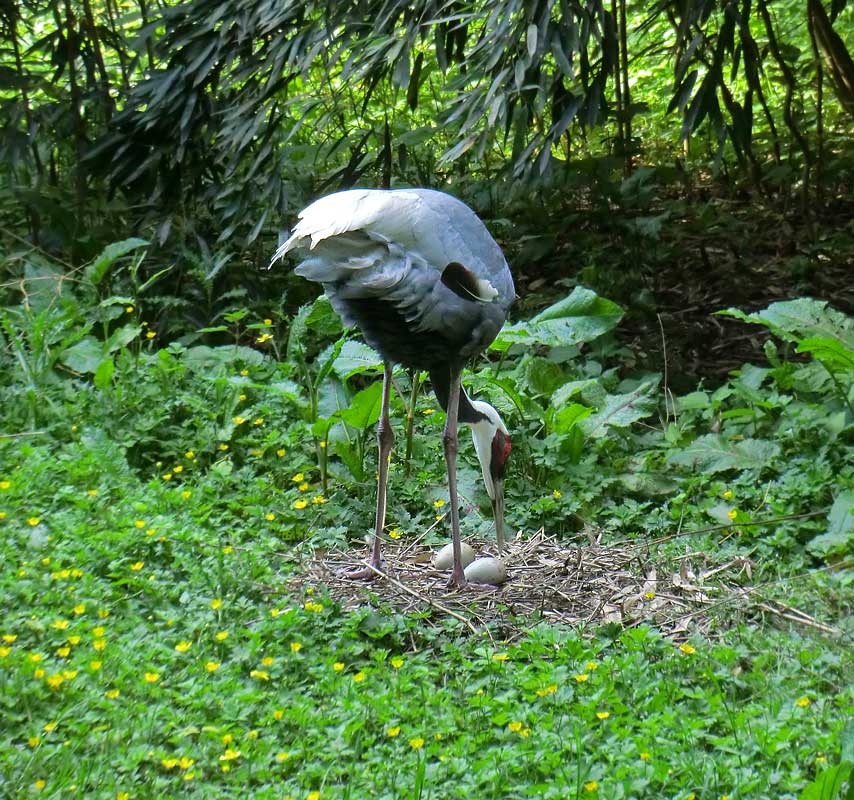 Weißnackenkranich im Zoo Wuppertal im Mai 2014