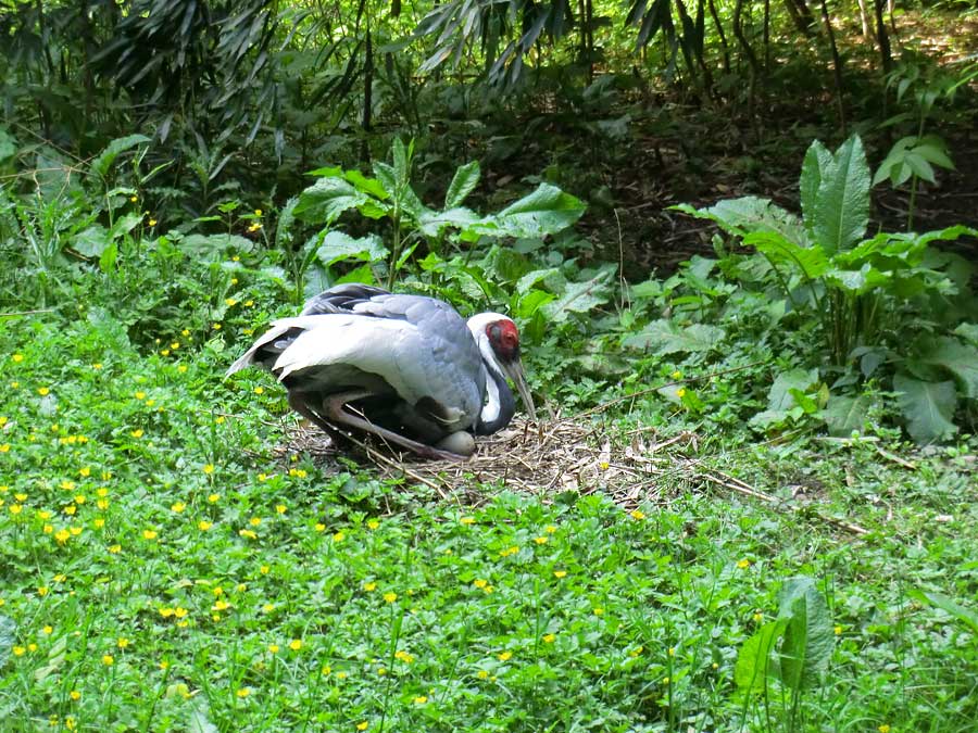 Weißnackenkranich im Wuppertaler Zoo im Mai 2014