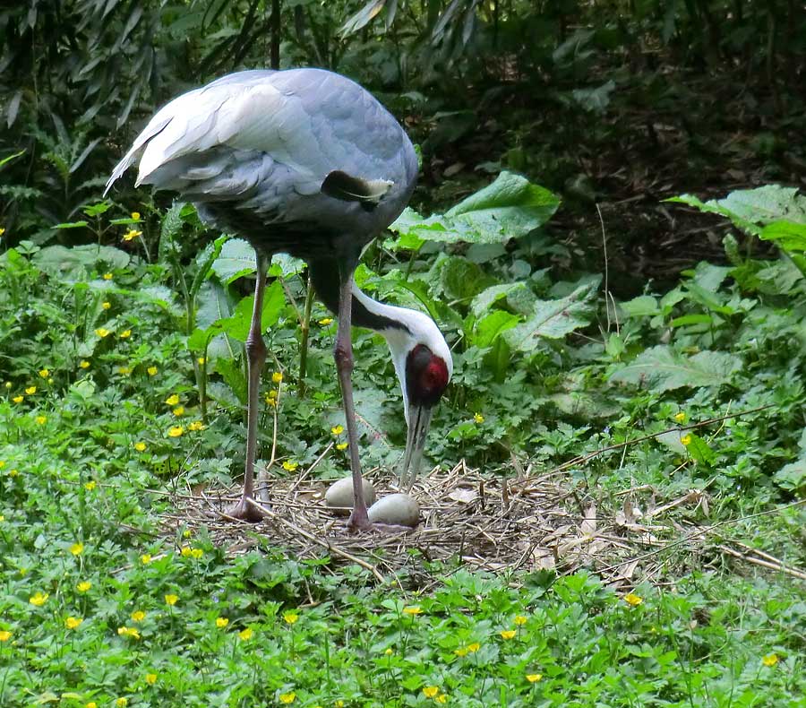 Weißnackenkranich im Zoo Wuppertal im Mai 2014