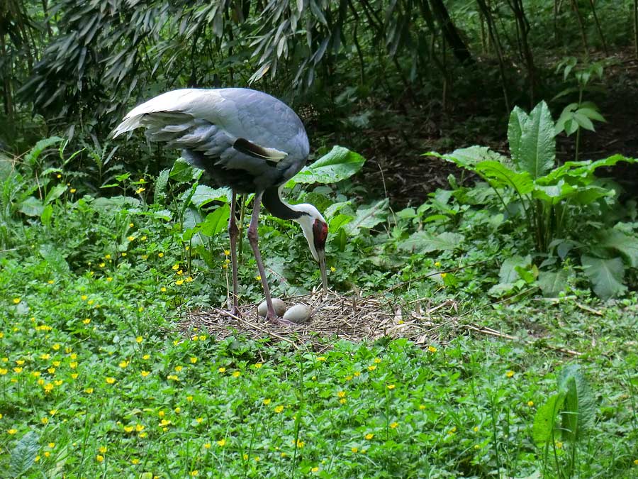 Weißnackenkranich im Zoologischen Garten Wuppertal im Mai 2014