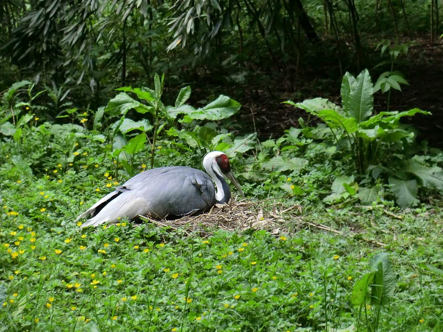 Weißnackenkranich im Wuppertaler Zoo im Mai 2014