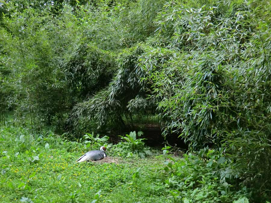 Weißnackenkranich im Zoo Wuppertal im Mai 2014