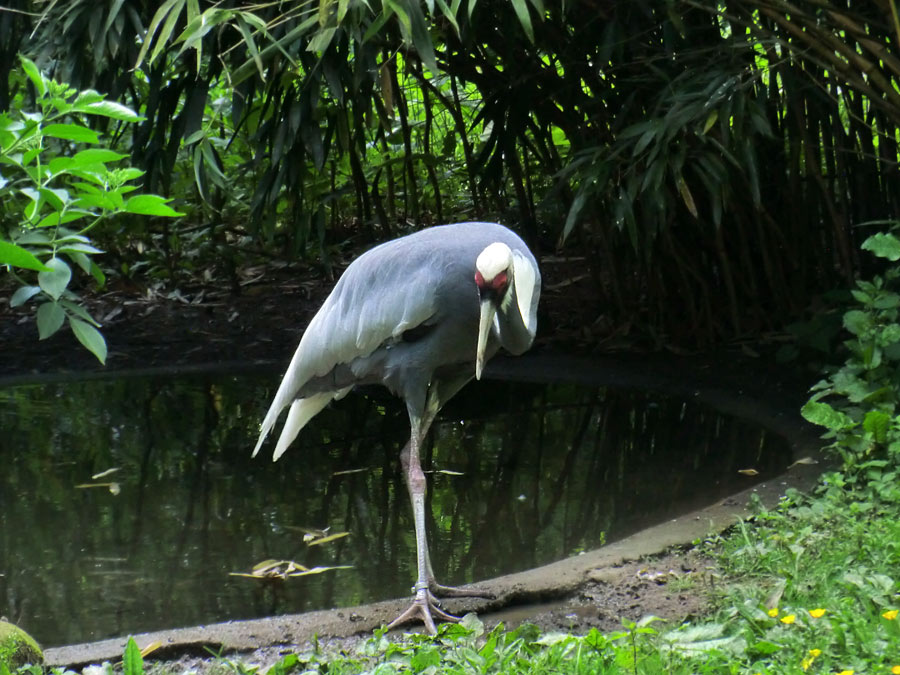 Weißnackenkranich im Zoologischen Garten Wuppertal im Mai 2014