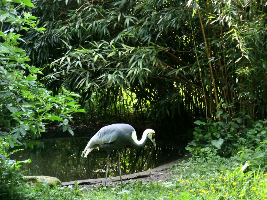 Weißnackenkranich im Wuppertaler Zoo im Mai 2014