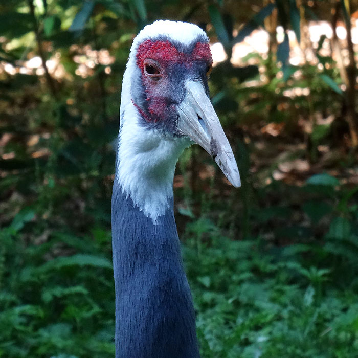 Klunkerkranich im Wuppertaler Zoo im Juli 2015