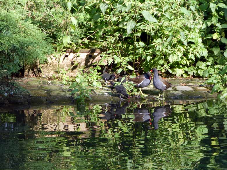 Grünfüßige Teichhühner mit Küken am 26. Juli 2017 im Grünen Zoo Wuppertal