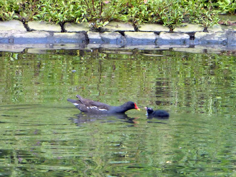 Grünfüßiges Teichhuhn mit Jungtier am 26. Juli 2017 auf dem Teich an der ehemaligen Vogelwiese im Zoologischen Garten der Stadt Wuppertal