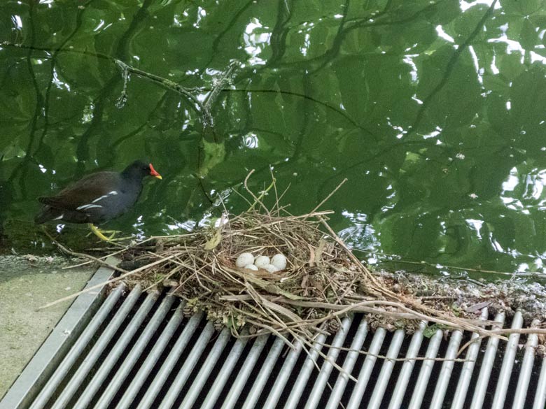 Grünfüßiges Teichhuhn mit fünf Eiern im Nest am 28. April 2018 am Teich an der Vogelwiese im Grünen Zoo Wuppertal