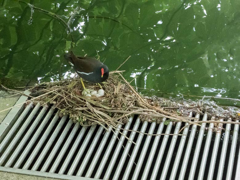 Grünfüßiges Teichhuhn mit fünf Eiern im Nest am 28. April 2018 am Teich an der Vogelwiese im Zoo Wuppertal