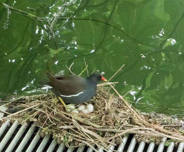 Grünfüßiges Teichhuhn mit fünf Eiern im Nest am 28. April 2018 am Teich an der Vogelwiese im Wuppertaler Zoo