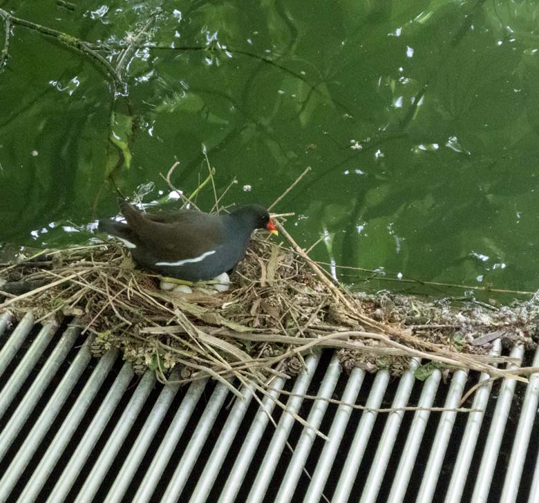 Grünfüßiges Teichhuhn mit fünf Eiern im Nest am 28. April 2018 am Teich an der Vogelwiese im Zoologischen Garten Wuppertal