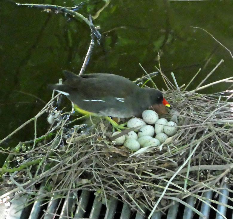 Grünfüßiges Teichhuhn mit elf Eiern im Nest am 8. Mai 2018 am Teich an der Vogelwiese im Grünen Zoo Wuppertal